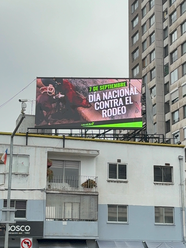 ActividadesDíaNacionalContraElRodeo029